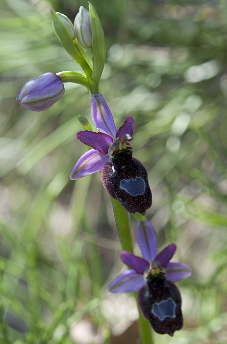 Ophrys Aurélien