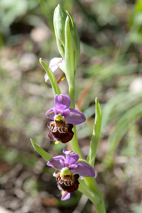 Ophrys fausse-bécasse