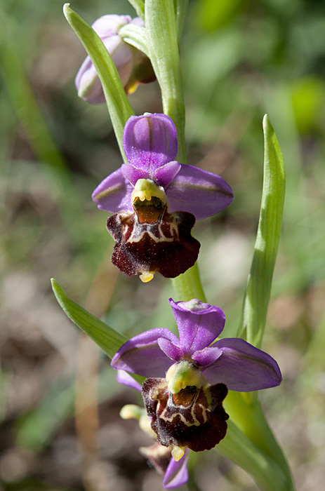 Ophrys fausse-bécasse