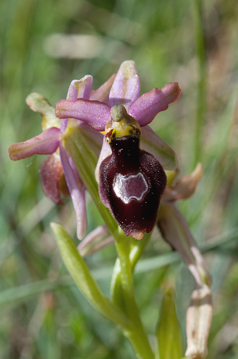 ophrys de la Drôme