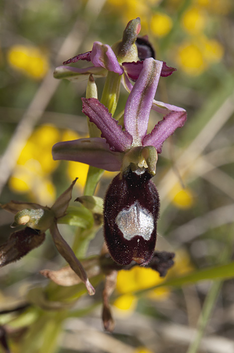 ophrys de la Drôme