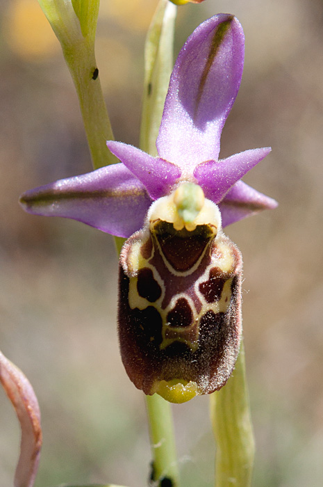 ophrys fausse-bécasse
