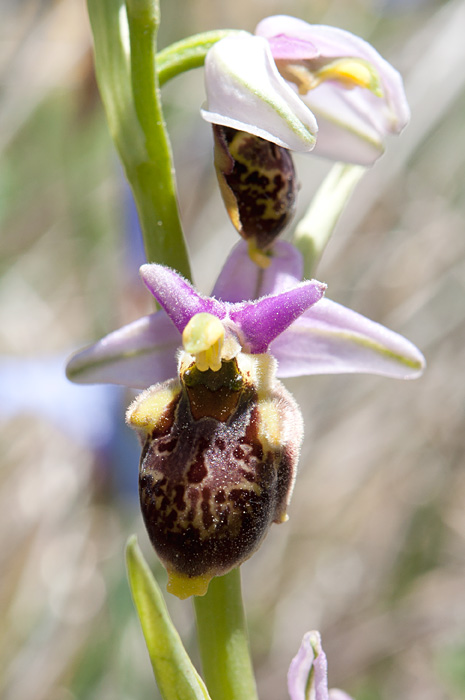 ophrys fausse-bécasse