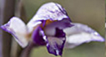 orchidéesdia