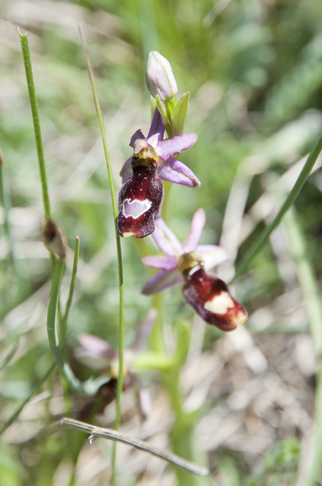 Ophrys de la Drôme