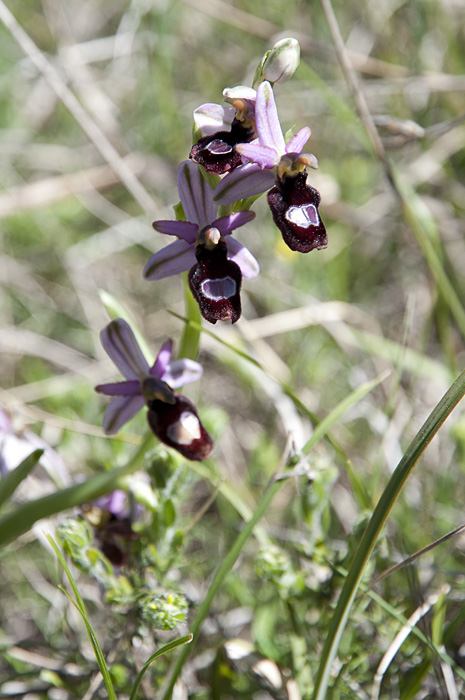 Ophrys de la Drôme