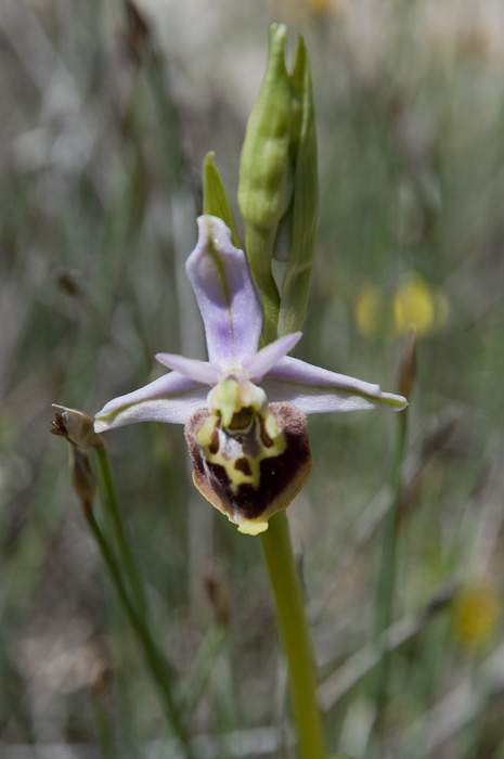 Ophrys fausse bécasse